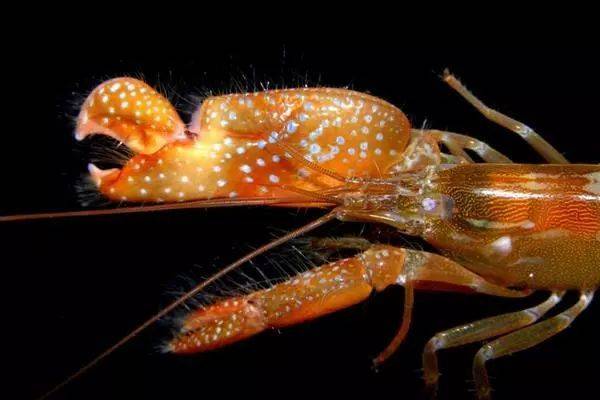 研究人员3D打印受虾启发的机器人爪来制造水下等离子体