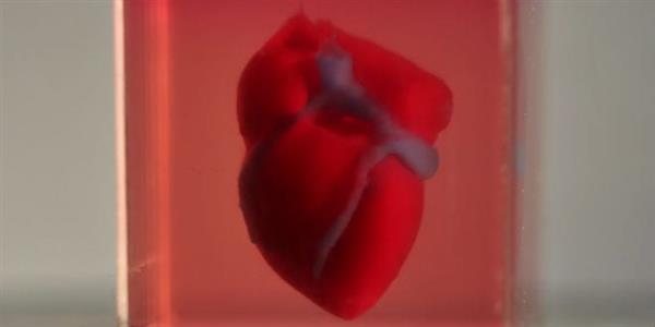 特拉维夫大学科学家利用病人自己的细胞三维打印出一颗微小的活心脏
